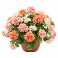 Arrangement Florale de Géraniums Multicolores en Pot en Terre Cuite