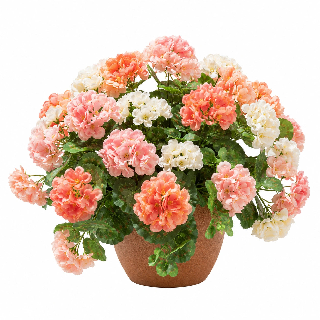 Arrangement Florale de Géraniums Multicolores en Pot en Terre Cuite