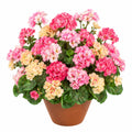 Pot de Géraniums Artificiels Multicolores en Pot - Rose et Jaune